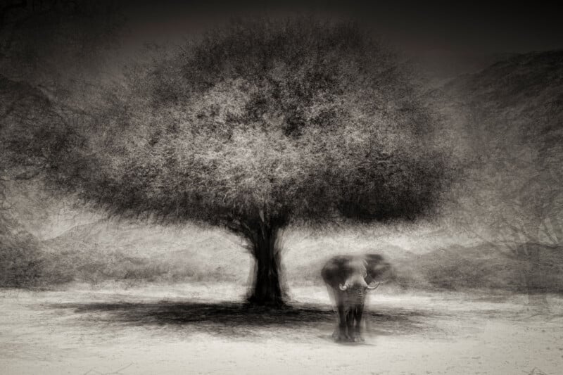 A black-and-white, dreamlike image of a large tree with dense foliage, casting a shadow on the ground. A blurry elephant stands beneath the tree, creating a surreal, ethereal atmosphere.