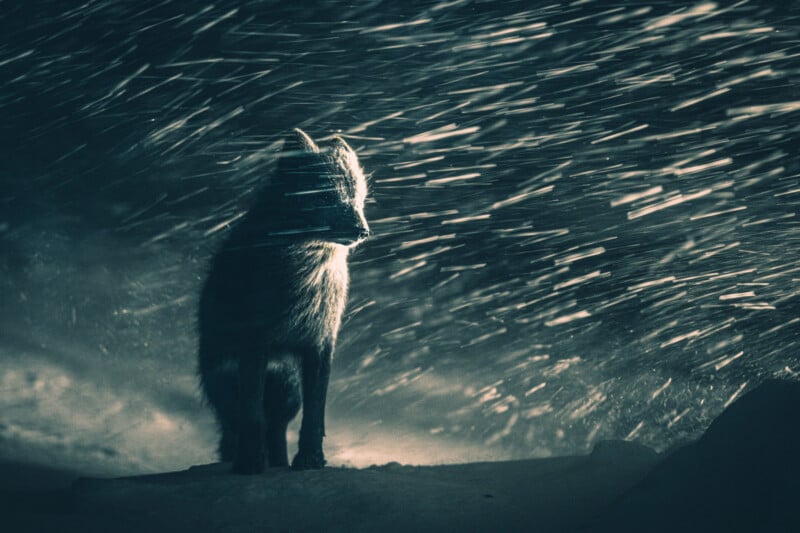 A dark-furred fox sits on snowy ground at night, illuminated by dramatic side lighting as gusts of snow swirl around it, creating streaks of light and an intense, atmospheric winter scene.