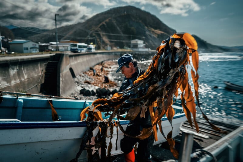 A fisherman wearing a cap loads large brown seaweed onto a boat by the seaside, with mountains and a cloudy sky in the background.