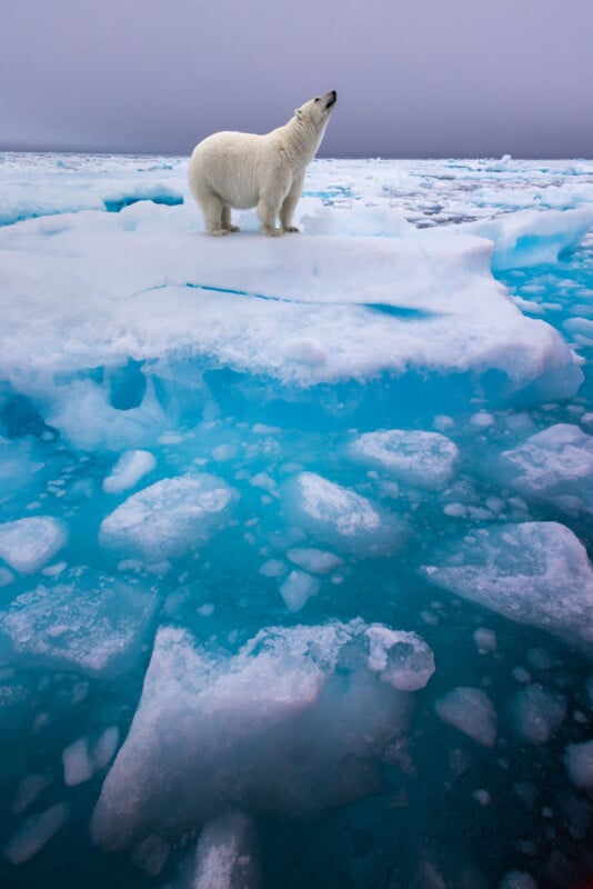 A polar bear stands on a large sheet of floating ice above vibrant blue water filled with ice chunks, under an overcast sky in an arctic landscape.