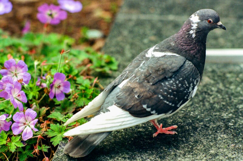 A pigeon with dark grey and white feathers stands on a stone surface next to blooming purple flowers and green foliage.