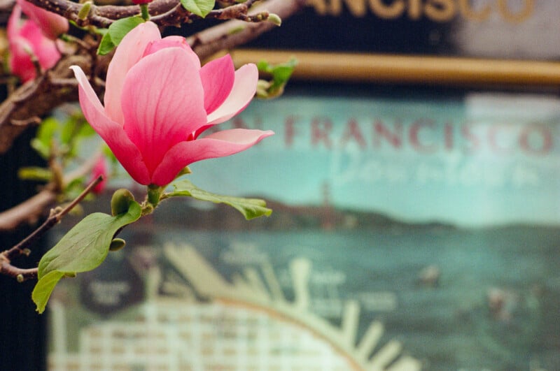 A close-up of a pink magnolia flower on a branch, with green leaves. In the blurred background, a vintage San Francisco poster is visible.