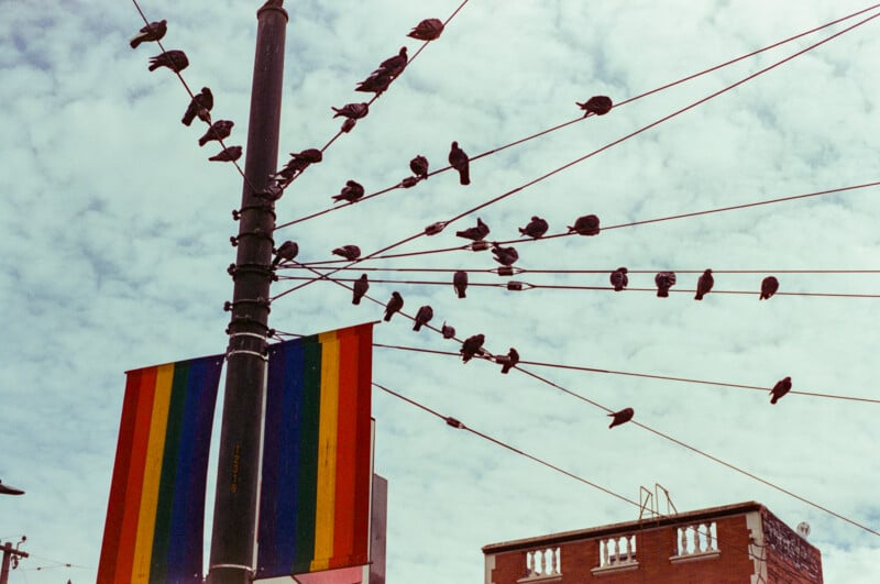 A group of birds perches on wires radiating from a tall pole beside a building, with a rainbow pride flag hanging below. The sky is partly cloudy.