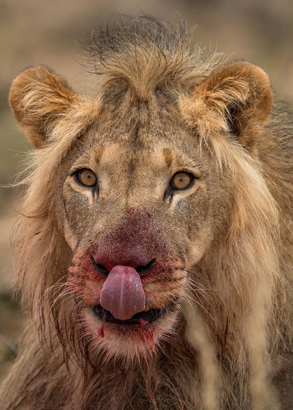 A close-up of a male lion with a blood-stained face and mane, staring ahead with intense eyes and licking its nose with its tongue.