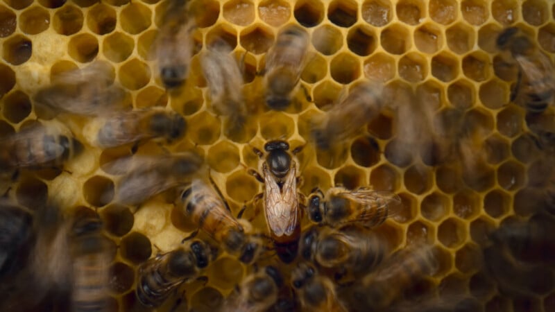 A close-up view of a queen bee surrounded by worker bees on a honeycomb, with hexagonal cells visible and the bees in motion.