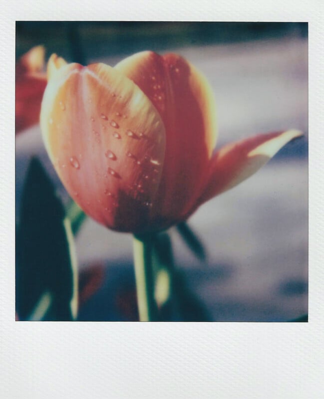 Primer plano de un tulipán rosa y naranja con gotas de agua en los pétalos, filmado con una suave luz natural, ligeramente desenfocado, enmarcado en un borde cuadrado estilo Polaroid.