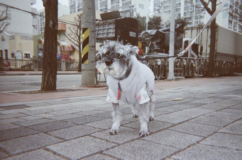 A small gray dog wearing a white sweater stands on a city sidewalk, attached to a leash. Buildings, a street, and some trees are visible in the background.
