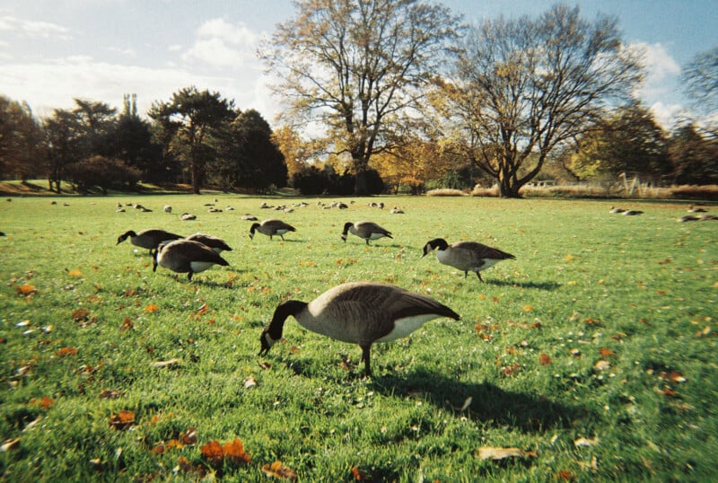 A flock of geese graze on a grassy field in a park, with scattered autumn leaves and trees with colorful foliage under a partly cloudy sky.