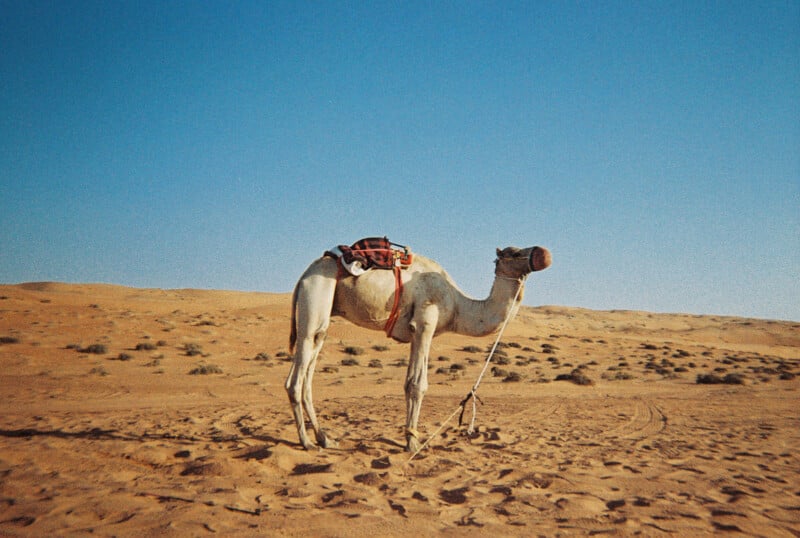 A camel with a red saddle and harness stands on sandy desert terrain under a clear blue sky. Sparse shrubs are scattered across the dunes in the background.