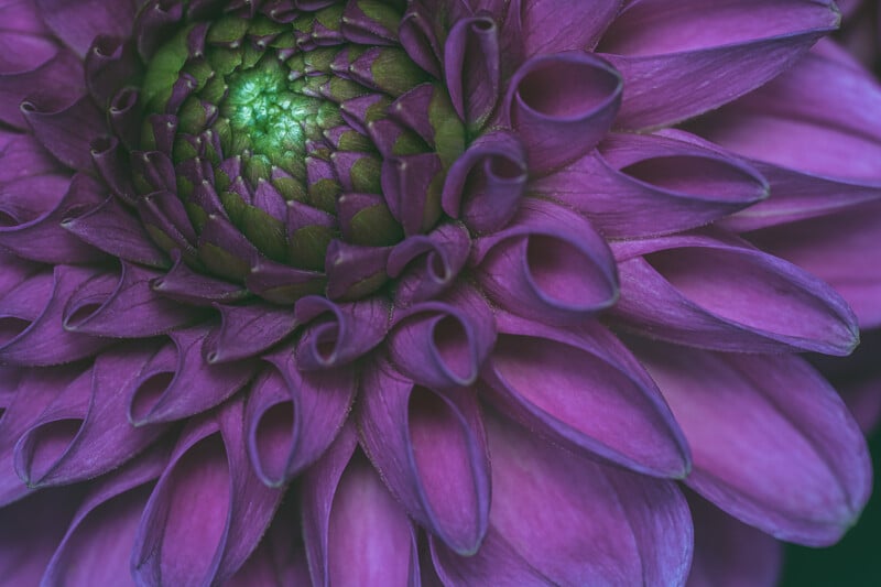 Close-up of a vibrant purple flower with tightly curled petals surrounding a green center, showcasing intricate textures and patterns.