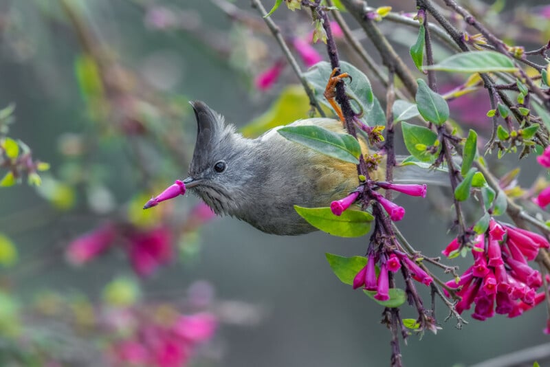 A small bird with a gray crest perches upside down on a branch, holding a bright pink flower in its beak among clusters of green leaves and vibrant pink blossoms.