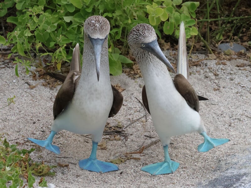 Two blue-footed boobies stand on sandy ground with green plants behind them, each lifting one bright blue foot as if in mid-step, displaying their distinctive colorful feet and white and brown plumage.