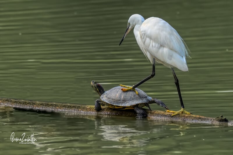 A white egret stands on a log in the water with one foot placed on the shell of a turtle, which is also resting on the log. The background is calm, greenish water.