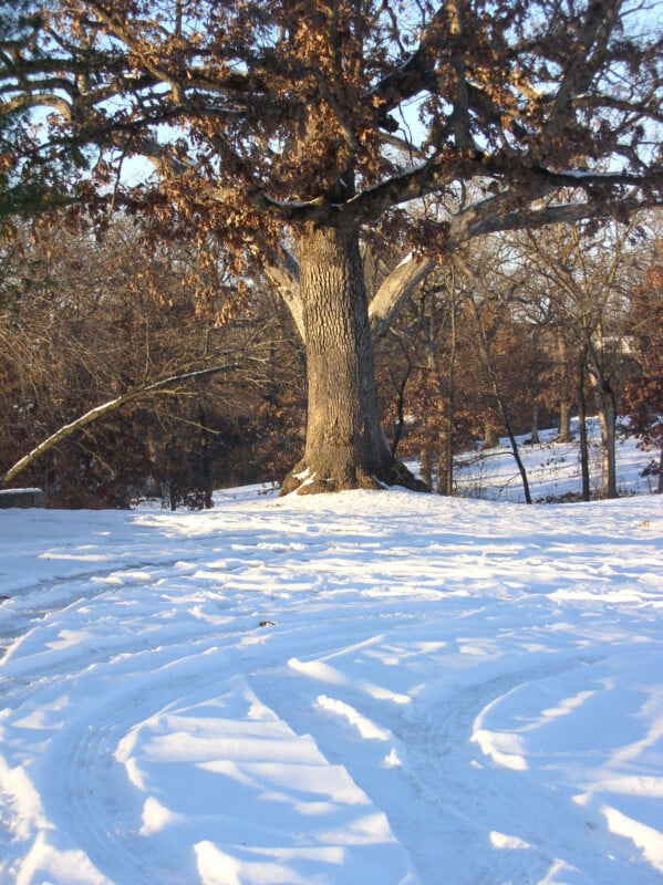A large tree with brown leaves stands in a snowy landscape. The ground is covered in bright white snow with visible tracks, and other leafless trees are in the background on a clear, sunny day.