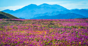 A vibrant field covered in pink and yellow wildflowers stretches toward distant blue mountains under a clear sky.