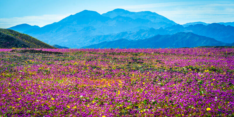 A vibrant field covered in pink and yellow wildflowers stretches toward distant blue mountains under a clear sky.