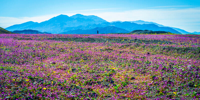 A vibrant field of purple and yellow wildflowers stretches toward distant blue mountains under a clear sky, with a solitary figure standing in the middle ground.