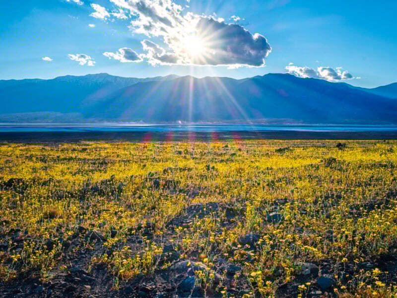 A field of yellow wildflowers blooms under a bright sun with rays shining through clouds, set against distant mountains and a clear blue sky.