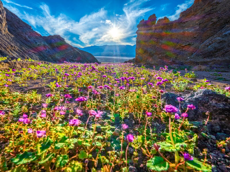 A vibrant field of purple wildflowers blooms between rocky cliffs under a bright blue sky, with sunlight streaming through clouds in the distance.