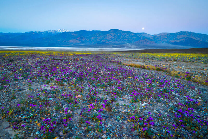 A desert landscape with purple and yellow wildflowers in bloom, rocky ground, distant mountains with snow, and a pale blue sky at dawn or dusk.