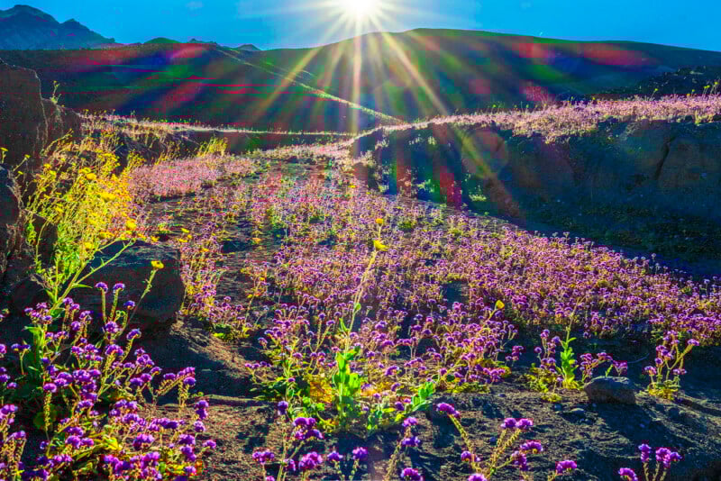 Sunlight streams over mountains onto a field of vibrant purple wildflowers in bloom, creating colorful light rays and casting long shadows on the rocky terrain.
