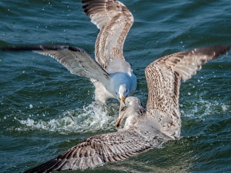 Two seagulls fiercely tussle on the water, wings spread wide and beaks touching, creating splashes on the greenish surface.