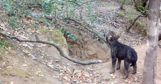 A dark-furred wild dog pup stands near a dirt mound in a forested area, looking upward with its mouth slightly open. Dry leaves and scattered plants cover the ground around it.
