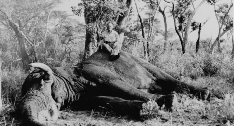 A man sits atop a large, dead elephant lying on its side in a forested area. Trees and brush surround them, and the photo is in black and white.