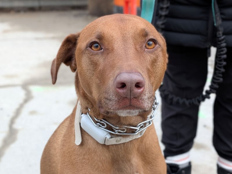 A brown dog with amber eyes, wearing a collar and leash, sits attentively outdoors on a concrete surface. A person dressed in black pants and jacket stands nearby, partially visible in the background.