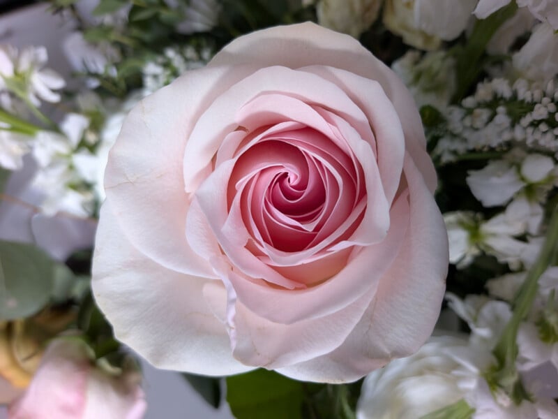 Close-up of a pale pink rose in full bloom, surrounded by white and green foliage, with the petals forming a delicate spiral pattern.