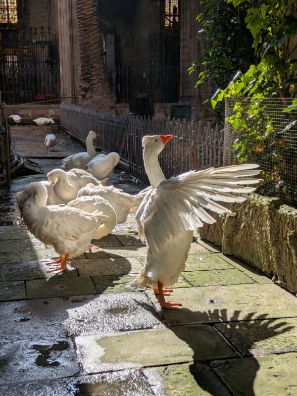 A group of white geese stand on a sunlit stone path in a courtyard. One goose has its wings outstretched. Sunlight creates sharp shadows and highlights green leaves to the right. Iron fencing and more geese are visible in the background.