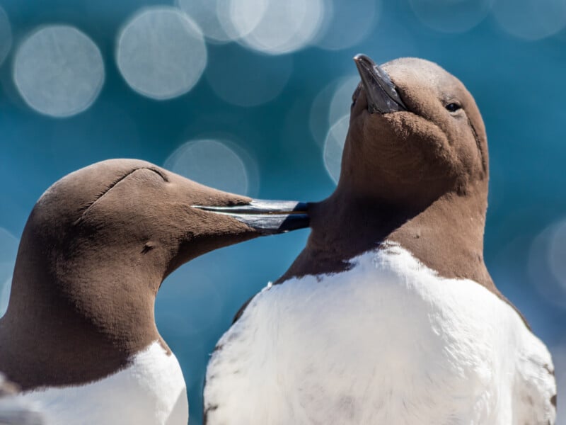 Two brown and white seabirds, likely guillemots, interact closely; one bird gently nibbles the back of the other's neck. The background is a soft blue with circular light reflections.