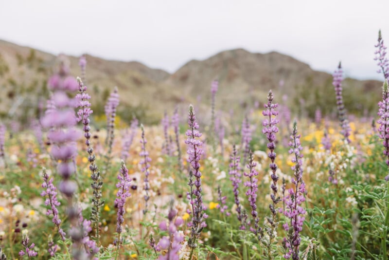 Tall purple wildflowers and some yellow blooms grow in a field, with blurry mountains and a cloudy sky in the background. The scene is colorful and vibrant, suggesting springtime in a desert landscape.