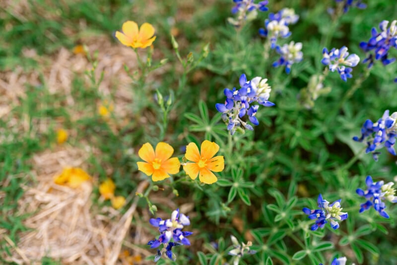 Yellow wildflowers and bluebonnets grow close together in a grassy area, with green foliage and some dry grass visible in the background.