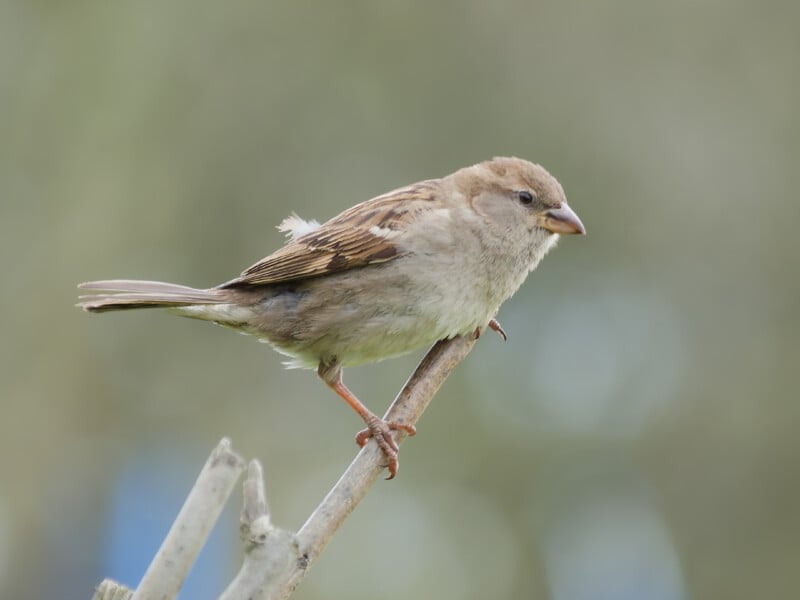 A small brown sparrow with light underparts is perched on a thin branch against a soft, blurred green background.