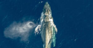 Aerial view of a blue whale swimming near the ocean surface, with water spraying from its blowhole and creating a misty cloud beside it.