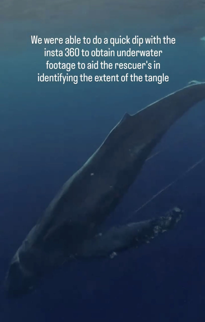 Photographer Flies Drone Over Humpback Whale, Realizes It’s in Grave ...