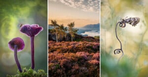 A collage of three nature photos: purple mushrooms with a bee, a scenic landscape of trees and hills at sunset, and a close-up of an insect perched on a curved stem against a soft, green background.