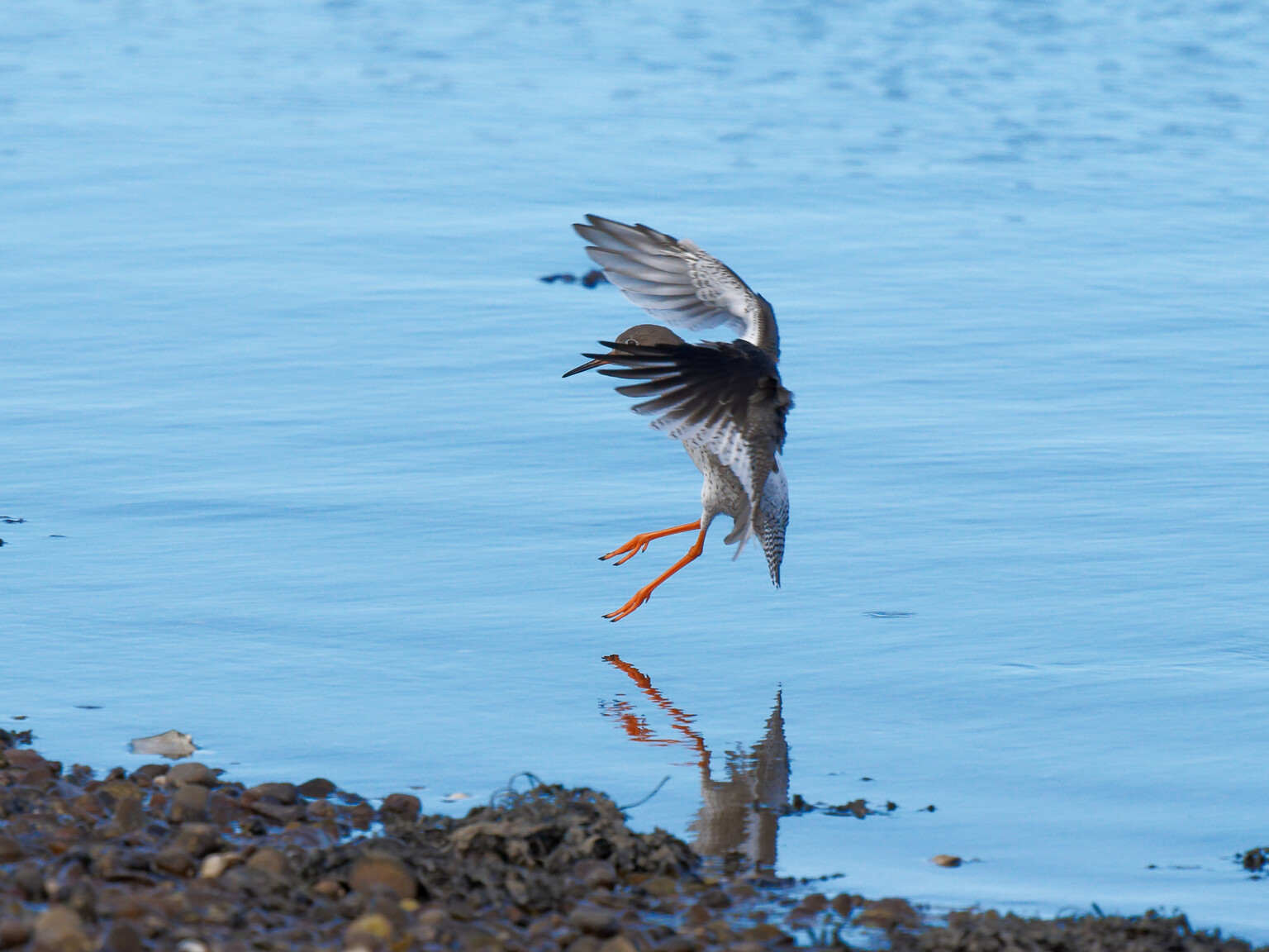 A Beginner's Guide to Bird Photography: Strategies to Capture Better ...