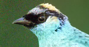 A close-up of a bird’s head, with the left half appearing grainy and noisy, while the right half is clear and sharp, showing the effect of image noise reduction.