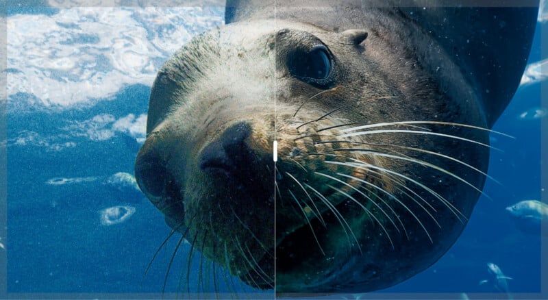 Close-up of a sea lion swimming underwater, with its face and whiskers prominent. The image is split down the middle, showing two different color or lighting effects on each side.