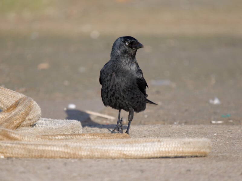 A black bird with shiny feathers stands on a sandy ground near coiled pieces of rough beige rope, looking to the right. The background is blurred, highlighting the bird in the foreground.