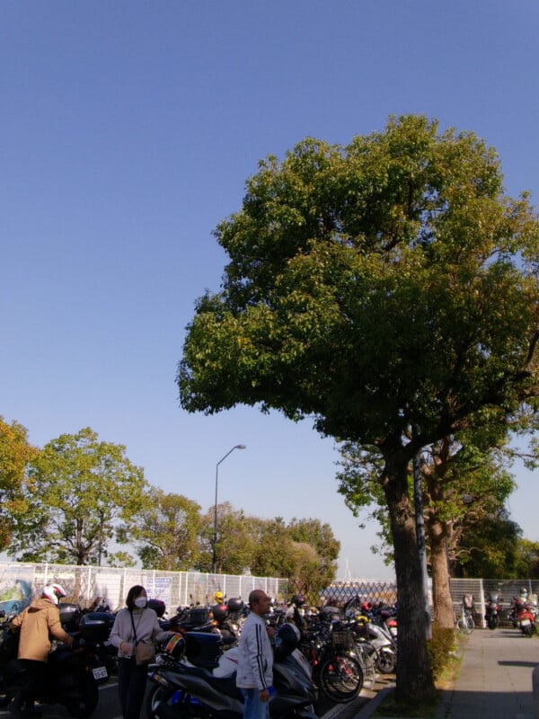 People stand beside parked scooters under a large green tree on a sunny day, with a clear blue sky and more trees in the background. Some people are wearing masks.