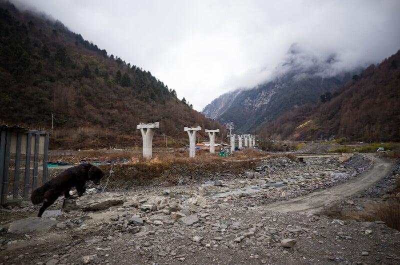 Un gran perro negro en una cadena se encuentra en un terreno rocoso cerca de pilares de puentes de hormigón sin terminar en un paisaje montañoso y nublado con un camino de tierra y colinas nubladas al fondo.