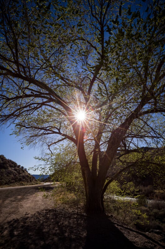 Bajo un cielo azul, un gran árbol se alza junto a un camino de tierra, con la luz del sol brillando a través de sus ramas, creando un efecto similar al de un estallido de estrella. Las sombras se extienden por el suelo y las colinas se ven claramente al fondo.