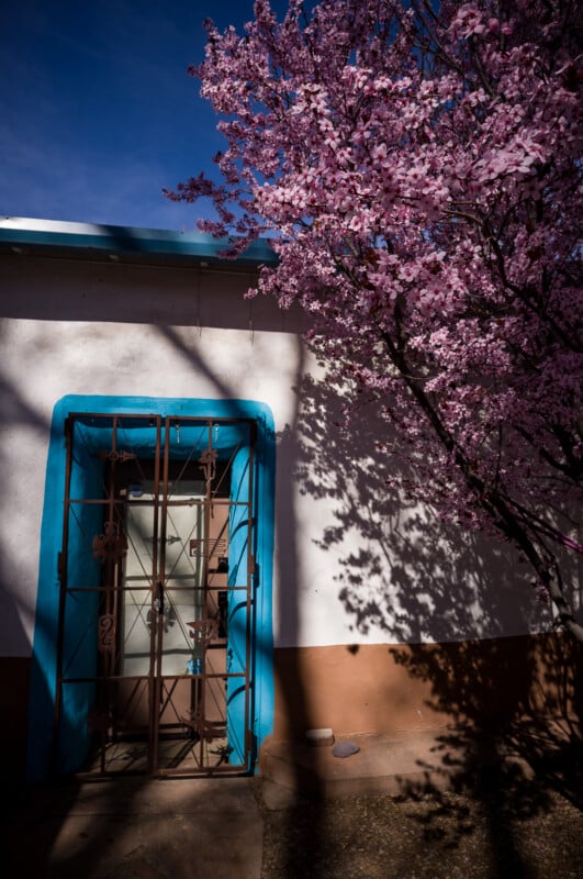 Pared de estuco blanco con una puerta con adornos azules cubierta con una rejilla metálica, parcialmente oscurecida por la luz del sol. Las flores rosadas de los árboles proyectan sombras en las paredes y el suelo.