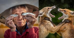 On the left, an older person holds two small fish in front of their eyes, smiling. On the right, two foxes stand on hind legs with mouths open, appearing to playfully spar or yell at each other.
