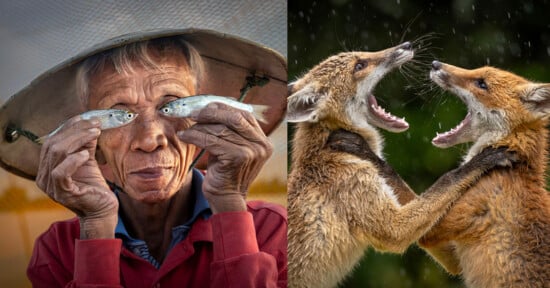 On the left, an older person holds two small fish in front of their eyes, smiling. On the right, two foxes stand on hind legs with mouths open, appearing to playfully spar or yell at each other.