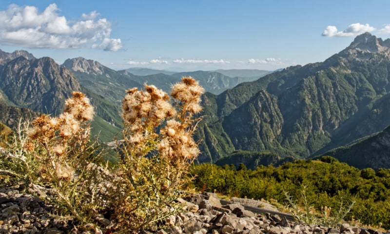 Close-up of dry thistle plants on rocky ground in the foreground, with a vast mountain range covered in green forest and a clear blue sky in the background.