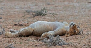 A lioness lies on her back in dry, sparse grassland, looking directly at the camera with her legs stretched out and her belly exposed.